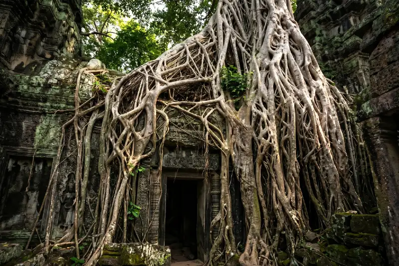 Racines d'un fromager géant envahissant Ta Prohm